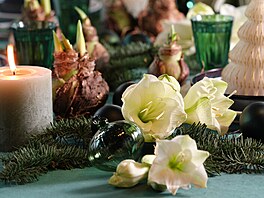 hv�zdník, amarylis, p�stování, rychlení, Vánoce Stejn� jako hyacinty �i...