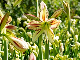 hv�zdník, amarylis, p�stování, rychlení, Vánoce