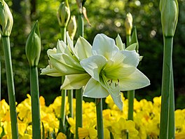 hv�zdník, amarylis, p�stování, rychlení, Vánoce