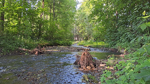 Dal dv koryta tok obnovily v Moravskoslezskm kraji Lesy esk republiky v programu Vracme vodu lesu. Pojmou vce vody a svd i vodomilnm ivoichm. Projekty za bezmla pt milion korun spolufinancovala Evropsk unie v rmci Operanho programu ivotn prosted.
