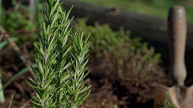 Recept�� prima n�pad�, Nap��rodno, Lenka �ulcov�, rozmar�n