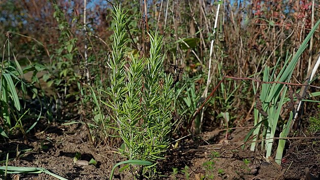 Recept�� prima n�pad�, Nap��rodno, Lenka �ulcov�, rozmar�n