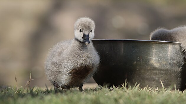 Jihlavsk� zoo m� od 13. listopadu dva nov� obyvatele zahrady, v ten den se toti� ve v�b�hu pod Australskou farmou vyl�hla dv� ml��ata labut� �ern�. Samice tohoto druhu klade �ty�i a� osm zelenob�l�ch vajec, na kter�ch oba rodi�e sed� kolem 40 dn�.