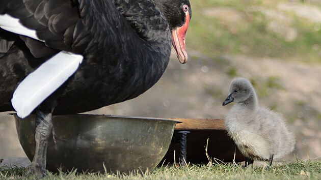 Jihlavsk� zoo m� od 13. listopadu dva nov� obyvatele zahrady, v ten den se toti� ve v�b�hu pod Australskou farmou vyl�hla dv� ml��ata labut� �ern�. Samice tohoto druhu klade �ty�i a� osm zelenob�l�ch vajec, na kter�ch oba rodi�e sed� kolem 40 dn�.