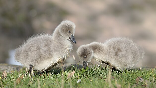 Jihlavsk� zoo m� od 13. listopadu dva nov� obyvatele zahrady, v ten den se toti� ve v�b�hu pod Australskou farmou vyl�hla dv� ml��ata labut� �ern�. Samice tohoto druhu klade �ty�i a� osm zelenob�l�ch vajec, na kter�ch oba rodi�e sed� kolem 40 dn�.