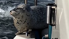 Tule� uprchl p�ed kosatkami. Schoval se na lodi