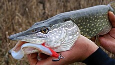 �ervenobílá nástraha p�ezdívaná �Slávista� je drav�í klasikou.