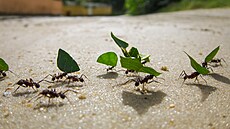 Ti, kte�í se vracejí do hnízda, zpravidla cestují rychleji ne� jedinci, kte�í...