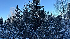 Na �umav� nam��ili v noci meteorologové a� -25 °C. Na Kvild� napadl také sníh....