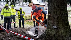 Váno�ní strom pro Starom�stské nám�stí v Praze dnes u�ízli d�evorubci v osad�...