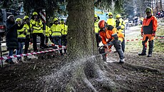 Váno�ní strom pro Starom�stské nám�stí v Praze dnes u�ízli d�evorubci v osad�...