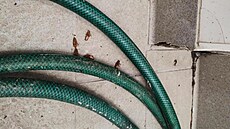 Státní zem�d�lská a potraviná�ské inspekce uzav�ela pekárnu v obchodním dom�...