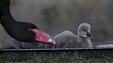 Jihlavská zoo má od 13. listopadu dva nové obyvatele zahrady, v ten den se...