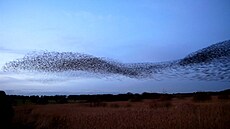 Tisíce �pa�k� vytvo�ily na obloze nádherné obrazce.