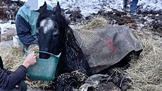 Hasi�i v Rohoznici na Ji�ínsku zachra�ovali zesláblého kon�. (24. listopadu...