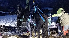 Hasi�i v Rohoznici na Ji�ínsku zachra�ovali zesláblého kon�. (24. listopadu...
