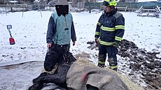 Hasi�i v Rohoznici na Ji�ínsku zachra�ovali zesláblého kon�. (24. listopadu...