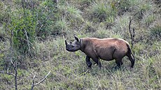 Osamostatn�nému mlád�ti Juru je u� p�es dva roky. Jde o první mlád� Jasiri,...