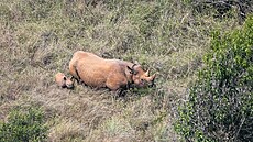 Samice Jasiri s druhým mlád�tem (srpen 2025)