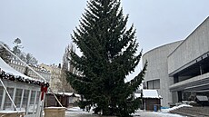 Váno�ním stromem v Karlových Varech bude letos smrk ztepilý z Tuhnic. První...