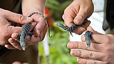 Chovatel Filip Hais p�edstavuje mlá�ata vzácného varana modrého, dv� ze t�í se...