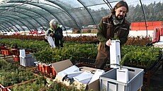 Lesníci p�ipravují stovku sazenic váno�ních strome�k�, aby je v ned�li rozdali...