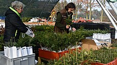 Lesníci p�ipravují stovku sazenic váno�ních strome�k�, aby je v ned�li rozdali...