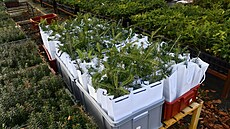 Lesníci p�ipravují stovku sazenic váno�ních strome�k�, aby je v ned�li rozdali...