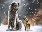 Ti nejroztomilejí mazlíci prosince 2025 si odnesou krmivo z nové ady Brit...