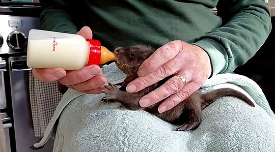 Pé�e o tak malé vydry, jako jsou Snap, Crackle a Pop, je nesmírn� intenzivní...