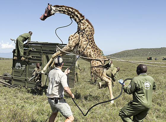 Strá�ci Ke�ské slu�by pro ochranu p�írody (KWS) p�esouvají �irafu z ran�e...