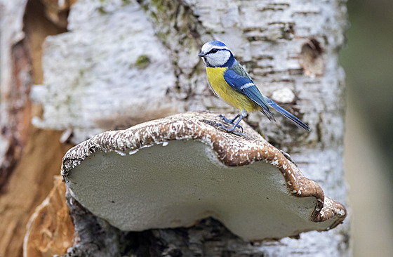 B�ezovník obecný se sbírá hlavn� na podzim a v zim�.