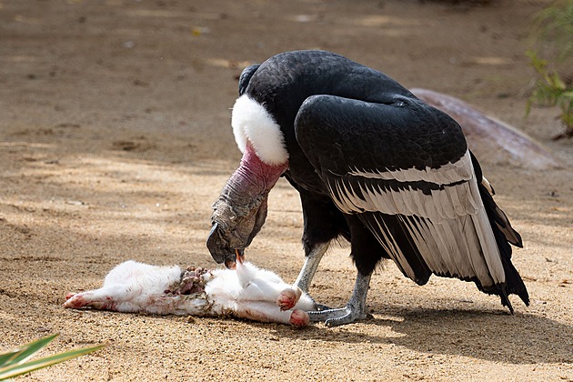 Dostávají červy i krevety, ovoce jim nesvědčí. Čím krmí v zoo zvířecí gurmány