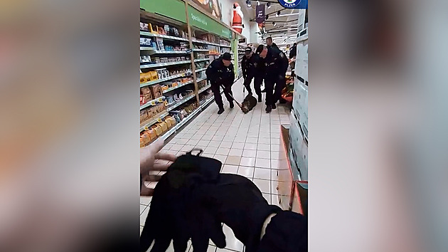 Divočák, Pilsen'de Tesco ile karşılaştı. Memurlar yakalama videosunu gösterdi