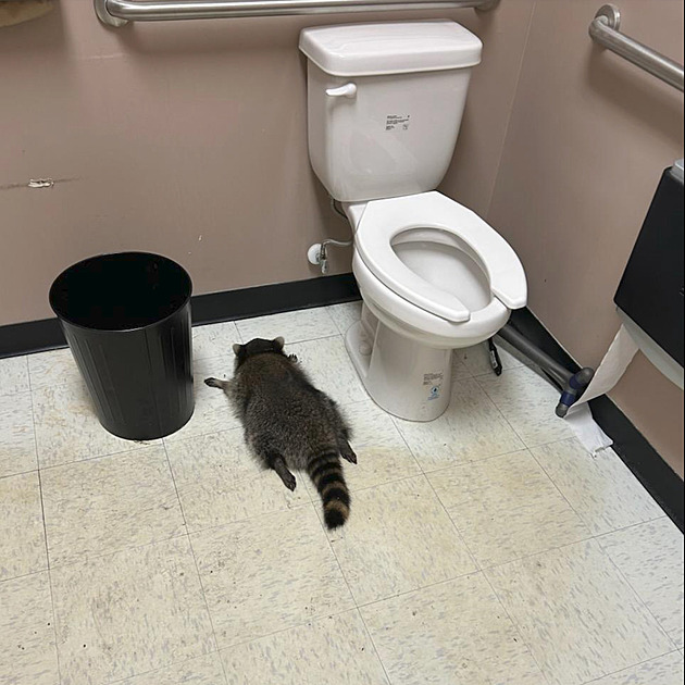 Mýval v obchodě rozbil a rozházel lahve s alkoholem. Našli ho, jak opici vyspává na toaletě