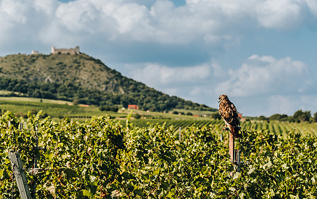 Problémy na vinicích odhalí v předstihu drony a AI. Poznají, že je réva ve stresu