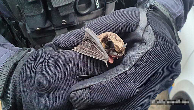 Stráníci Mstské policie Kladno odchytávali v tamní nemocnici netopýra. (8....