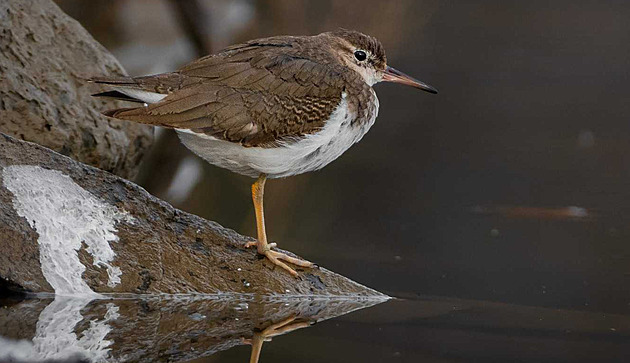 Bir kuş bilimci Çek Cumhuriyeti'nde ilk kez Amerikan yağmur kuşunu kaydetti