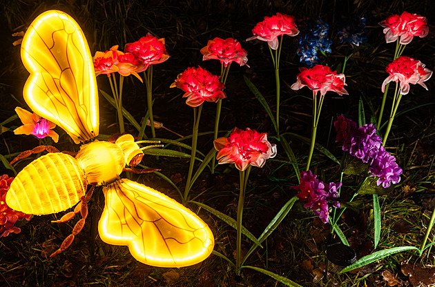 OBRAZEM: Zvířata, obří vážky i květiny. Světelná zahrada v Hradci jitří fantazii