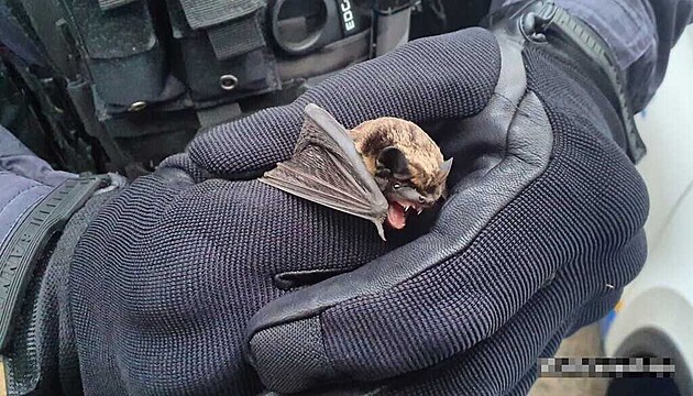 Stráníci Mstské policie Kladno odchytávali v tamní nemocnici netopýra. (8....
