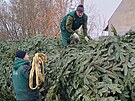 Pracovn�ci havl��kobrodsk�ch Technick�ch slu�eb vypravili v�no�n� strom na...