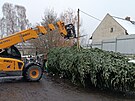 Pracovn�ci havl��kobrodsk�ch Technick�ch slu�eb vypravili v�no�n� strom na...