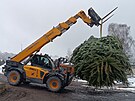 Pracovn�ci havl��kobrodsk�ch Technick�ch slu�eb vypravili v�no�n� strom na...