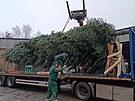 Pracovn�ci havl��kobrodsk�ch Technick�ch slu�eb vypravili v�no�n� strom na...