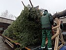 Pracovn�ci havl��kobrodsk�ch Technick�ch slu�eb vypravili v�no�n� strom na...