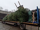 Pracovn�ci havl��kobrodsk�ch Technick�ch slu�eb vypravili v�no�n� strom na...