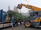 Pracovn�ci havl��kobrodsk�ch Technick�ch slu�eb vypravili v�no�n� strom na...