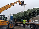 Pracovn�ci havl��kobrodsk�ch Technick�ch slu�eb vypravili v�no�n� strom na...