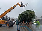Pracovn�ci havl��kobrodsk�ch Technick�ch slu�eb vypravili v�no�n� strom na...