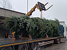 Pracovn�ci havl��kobrodsk�ch Technick�ch slu�eb vypravili v�no�n� strom na...